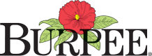 Burpee